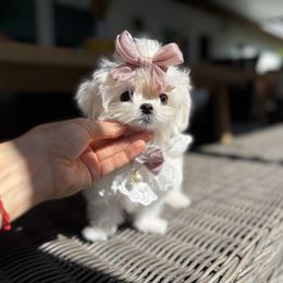 Sally korean 5500 - White female Maltese puppy in Miami, Florida from Natalias Tiny Chihuahuas
