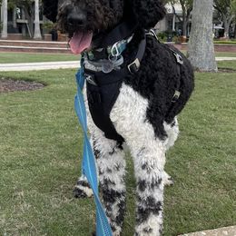 Goldendoodles from New Oak Shih Tzu