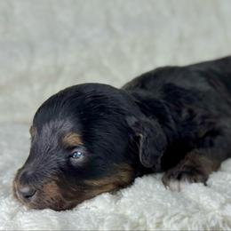 BTM11 - Black tri-color male Aussiedoodle puppy in Prague, Oklahoma from Classic K9’s  Aussies & Doodles