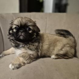 Sweet Girl Gray - Fawn sable female Pekingese puppy in Chehalis, Washington from Megan's Pekingese