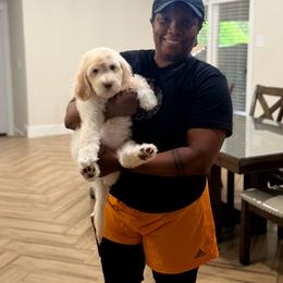 Leo - Cream male Goldendoodle puppy in Dallas County, Texas from Dream A Little Doodle