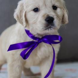 3rd Pick Girl (Ms.Purple) - Light golden female Golden Retriever puppy in Albany, Kentucky from Castleton Brooks Goldens