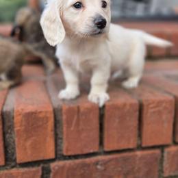 Auggie - Cream male Dachshund puppy in Ashford, Alabama from Circle City Dachshunds