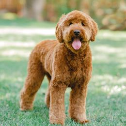 Goldendoodles and Sheepadoodles from Utah Doodles