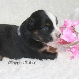 Aussiedoodle, Miniature Australian Shepherd, and Toy Australian Shepherd Puppies from Sapphire Stables