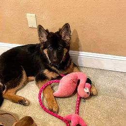German Shepherd Puppies from Sundance Shepherds
