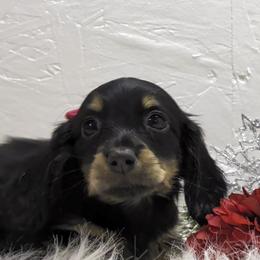 Girl 2 - Black and cream female Dachshund puppy in Mt. Sterling, Illinois from Doxie Do's