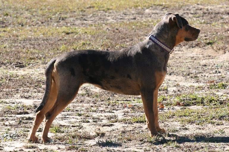 Diamond H Ranch in Louisiana | Catahoula Leopard Dog puppies | Good Dog