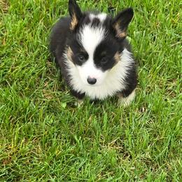 Bobby - Black and tan male American Corgi puppy in Walker, Iowa from Double K Corgis