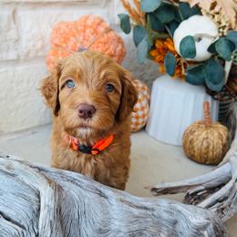 Orange - male Golden Mountain Doodle puppy in Leander, Texas from Olive Grove Doodles