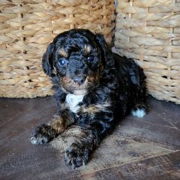 Diesel - Black tri-color male Aussiedoodle puppy in Crete, Nebraska from Doodles & Co