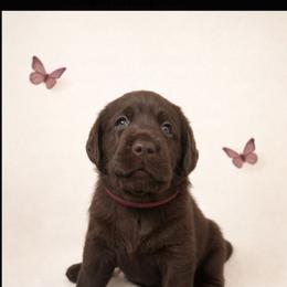 Melanie - Chocolate female Labrador Retriever puppy in Wauconda, Illinois from Oksana's Labrador Retrievers