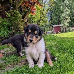 Orange - Scottish Collie puppy in Lynden, Washington from Woodpecker Farm