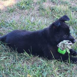 German Shepherd Puppies from Woodhill K9