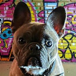 Stitch - French Bulldog