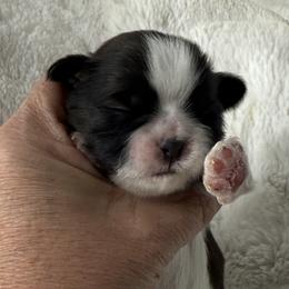 Girl 2 - Red and white female Shih Tzu puppy in New York, New York from Falling Star