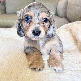 Dachshund Puppies from Southern Dream Dachshunds