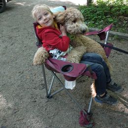 Goldendoodle All Grown Up from Faithfully Yours Doodles