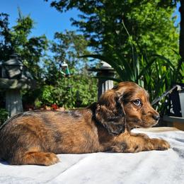 Easton - Red male Dachshund puppy in Cherry Tree, Oklahoma from Peavine Creek Dachshunds
