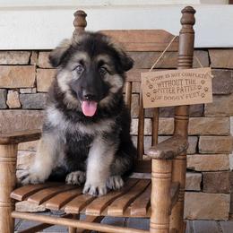 Argus - Black and silver male Shiloh Shepherd puppy in Plant City, Florida from Look Up Shilohs