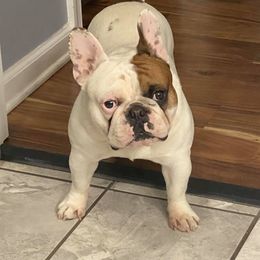 Wrigley - French Bulldog