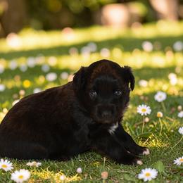Blossom - female Toy Australian Shepherd puppy in Delta, Colorado from SATA Kennels