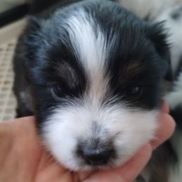 Cobalt - Black tri female Miniature American Shepherd puppy in Springfield, Missouri from Sunrock Kennel