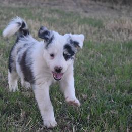 Stella - Blue merle female Australian Shepherd puppy in San Tan Valley, Arizona from Mott Ranch - Blazin' Sun Aussies