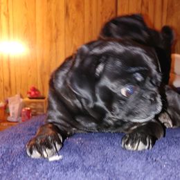Pugs from Celeste's Pugs