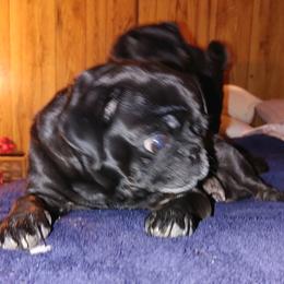 Pugs from Celeste's Pugs