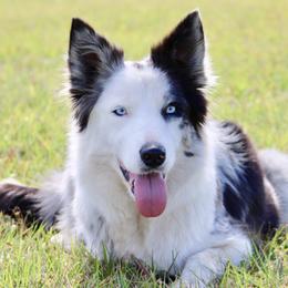 Abby - Border Collie