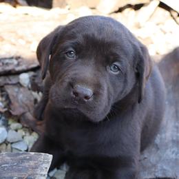 Honor - Chocolate male Labrador Retriever puppy in Camden, Indiana from Camden's Caring Canines