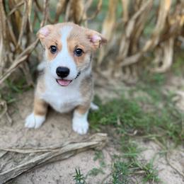 Arcadia - Red and white male American Corgi puppy in Hope, Arkansas from Foxy Knoll Farm