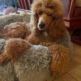 Leilah - Poodle