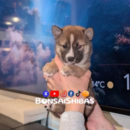 KENZO - Red male Shiba Inu puppy in Minnesota from BonsaiShibas