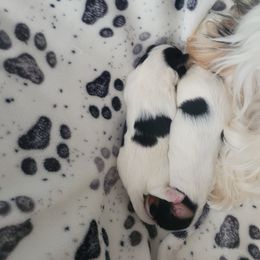 Biewer Terrier Puppies from Hearts n Paws