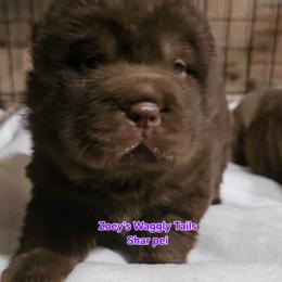 Mei Ling ( melody) - Brown female Chinese Shar-Pei puppy in Minden, Louisiana from Zoey's Waggly Tails