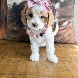 Savannah - Blenheim female Cavapoo puppy in Fort Lupton, Colorado from Puppy Paws Colorado
