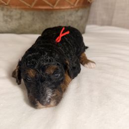 Cheer - Phantom female Goldendoodle puppy in Luana, Iowa from Country View Bernedoodles and Goldendoodles