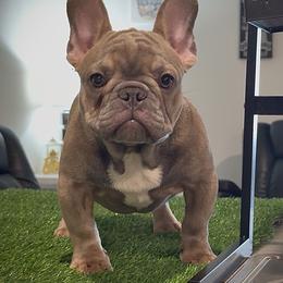 Tiny Tim - Blue fawn male French Bulldog puppy in Port St. Lucie, Florida from The Family Bullies
