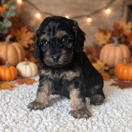 Blitz - Black and tan male Cockapoo puppy in Sparta, Missouri from Sis' Doodles & Poodles