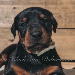 "B litter" Doberman Pinscher Puppies from Black Star Dobermans