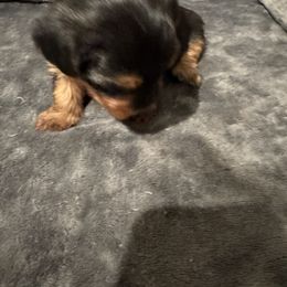 Yorkshire Terrier Puppies from Yorkshire Terrier Puppies