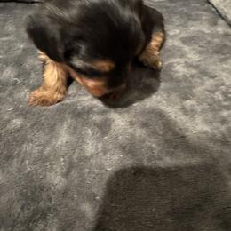 Yorkshire Terrier Puppies from Yorkshire Terrier Puppies