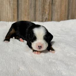 Paige - Tri-color female Bernedoodle puppy in Wamego, Kansas from Doodles of Oz