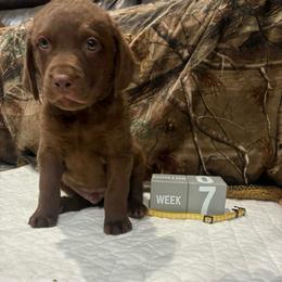 Yellow Dot - Brown male Chesapeake Bay Retriever puppy in Wisconsin Dells, Wisconsin from Kilbourn Chesapeakes