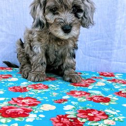 Aussiedoodle, Australian Shepherd, Bernedoodle, Cockapoo, and Poodle Puppies from Sis' Doodles & Poodles