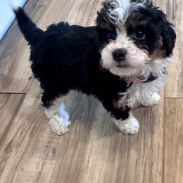 Gigi - Tri-color female Bernedoodle puppy in Lincoln, Nebraska from GRand Doodles