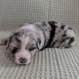 Pearl - Blue merle female Miniature Australian Shepherd puppy in Crockett, Texas from Pleasant Grove Aussies