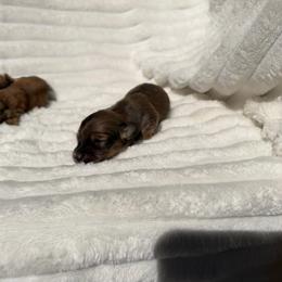 Female 3 - Cream female Dachshund puppy in Magnolia, Texas from J&R Macias Dachshunds